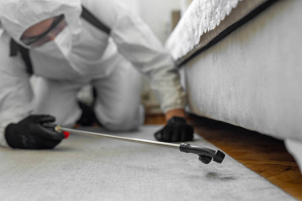 Professional Bed Bug Control technician working in Mount Vernon, TX